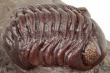 Curled Red Austerops Trilobite - Hmar Laghdad, Morocco #320893-1
